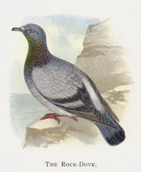 Il Piccione Selvatico